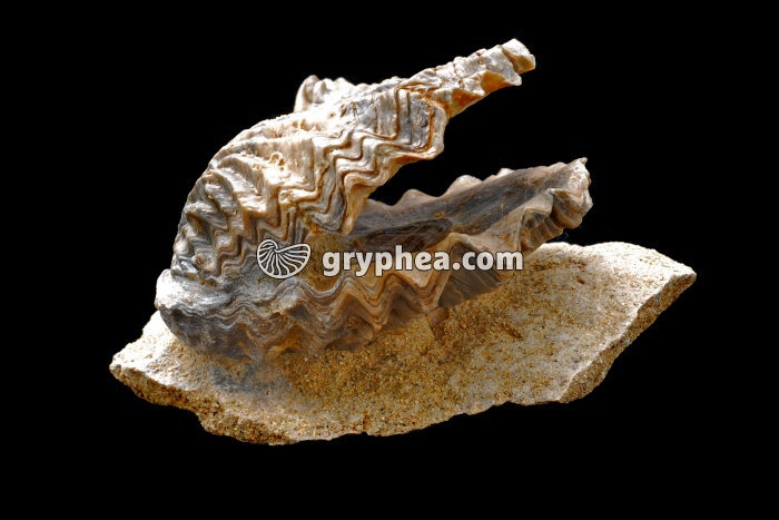 Huitre fossile - gryphea.com